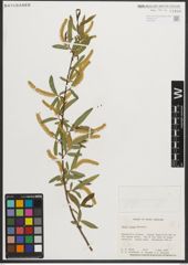 Foto von Salix nigra Marshall